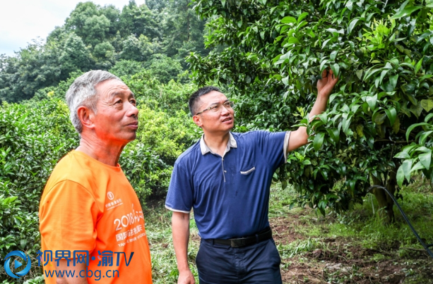 秦桂林：硕士生返乡引领重庆忠县柑橘走向全国