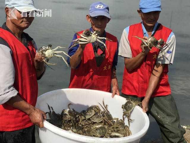 上海地产黄浦江大闸蟹开捕 第七代河蟹良种繁育超千亩
