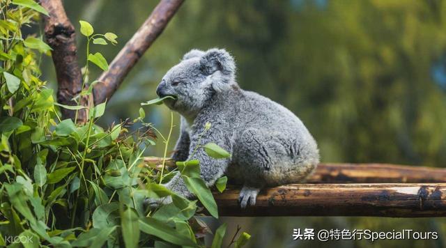 世界动物日 | 神奇动物在哪里？全部都在这些“疯狂动物城”