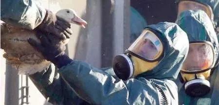 法国2600只家禽发生低致病性禽流感疫情 新加坡、...