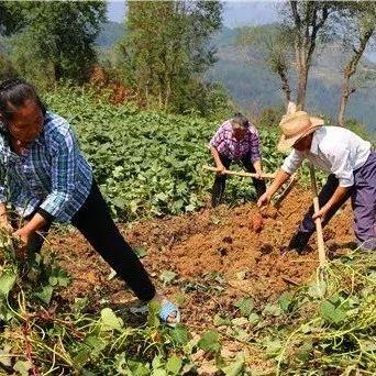 真厉害！彭水这个地方，把小红薯做成大产业……