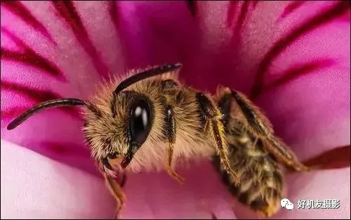 想拍出蜻蜓复眼、花蕊细节？不妨从这7个方面注意一下