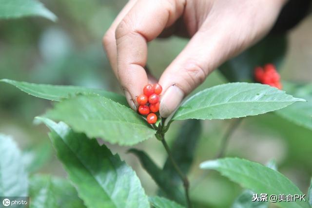 客家擂茶与侗族接骨茶，哪一种茶的滋味你更喜欢？