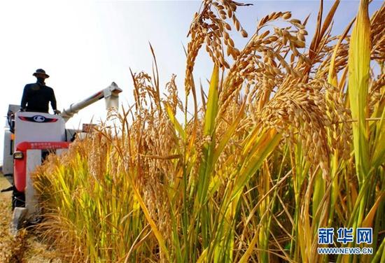 外媒关注《中国的粮食安全》白皮书：为世界提供中国方案