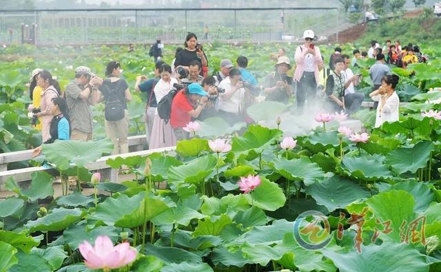 荷花湖：城市美丽的后花园