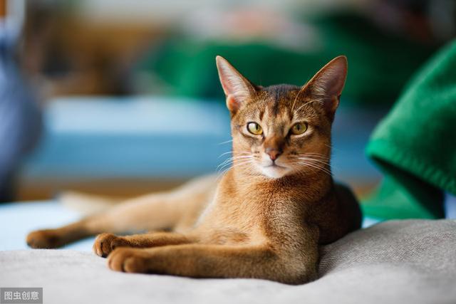 猫这种动物，之所以能跟人做朋友，是因为它适合各个年龄阶段的人