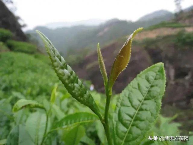 茶人故事：黄锦枝------武夷岩茶在香港走过的日子