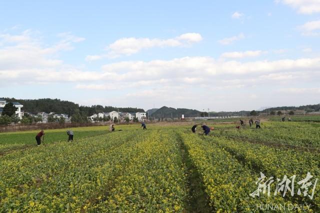 《我们的新农村》——新田县东升村：富硒产业兴村富民