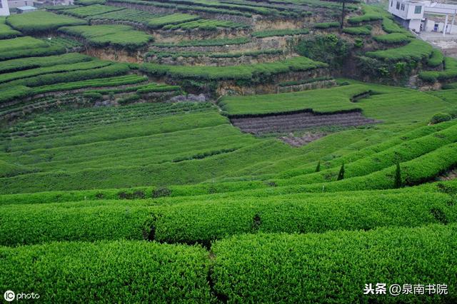 安溪人打下南洋一片天，新加坡茶商公会史话
