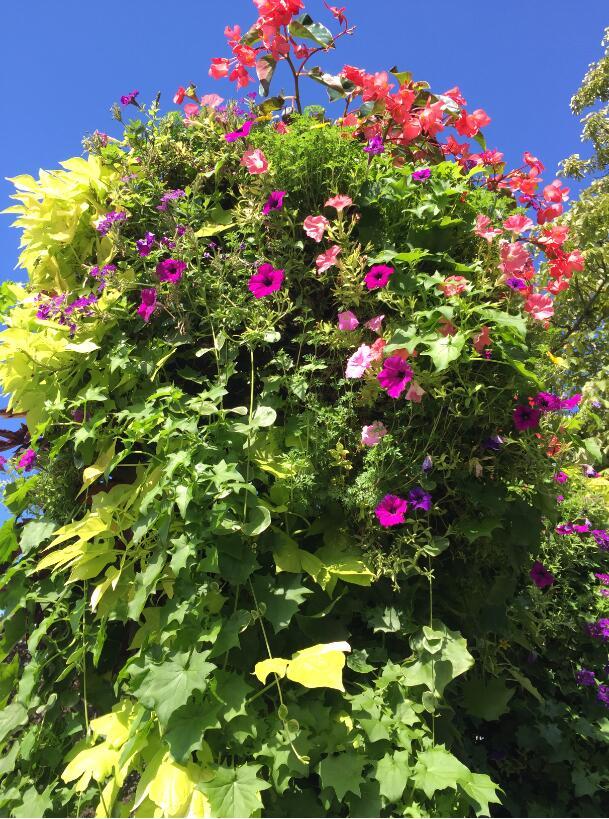 去加拿大留学申请高中or大学，哪种选择更适合你？