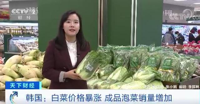 白菜价格暴涨！一棵30元？！韩国人快腌不起泡菜了...