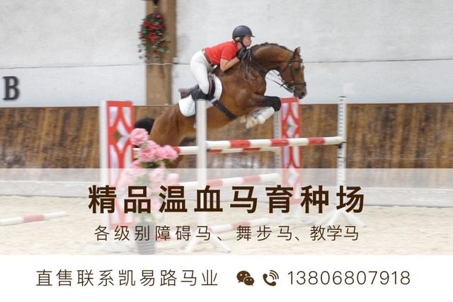 重磅！中澳马匹运输恢复正常，神奇百万将持续支持中国马业发展