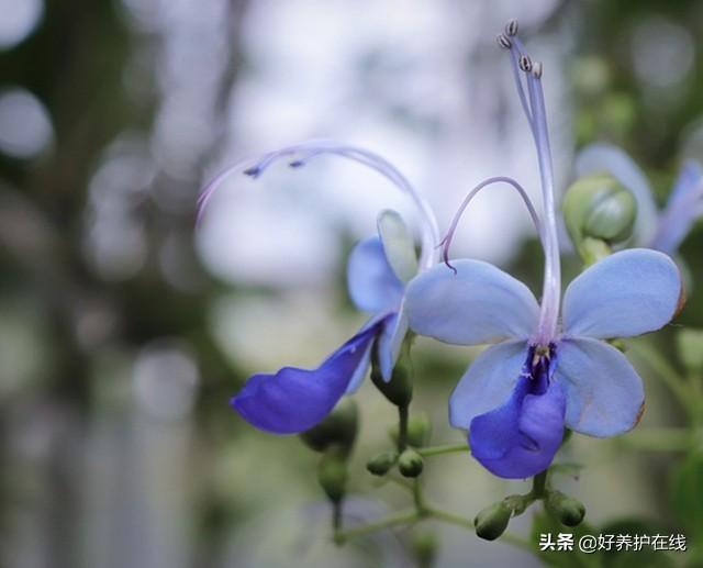 它，开花飘逸如蝴蝶，传言有毒，是真的么？