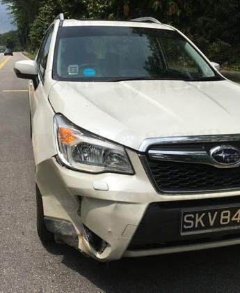 新加坡司机开车被野猪撞凹车头，司机女儿：幸亏野猪没撞人