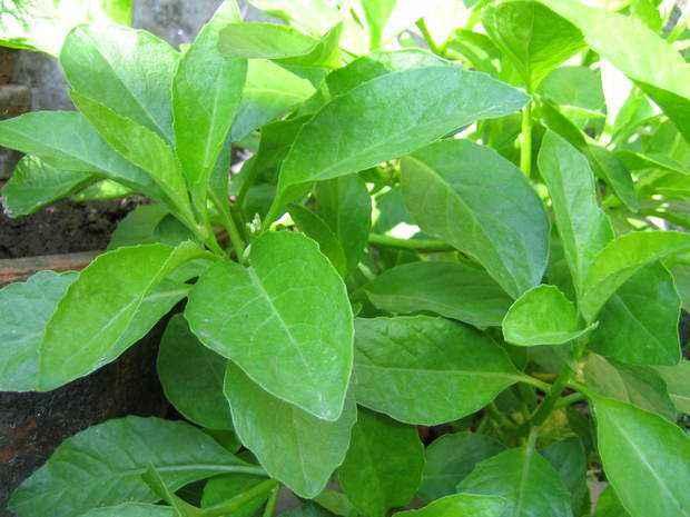 誉为“神奇救命草”的金鸡毛草，珍贵少见，究竟有什么价值？