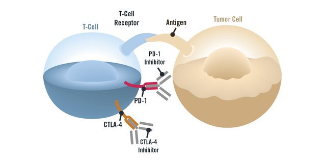 CTLA-4抑制剂可以全面协同PD-1抑制剂，增强免疫系统抗癌效果