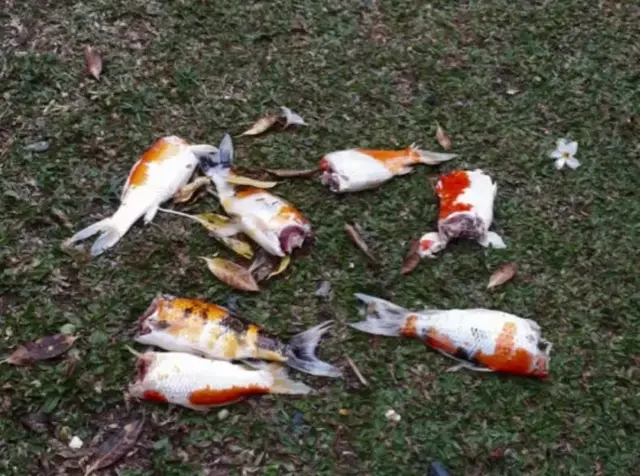 新加坡私宅发生“凶案”，池内锦鲤纷纷遭斩首