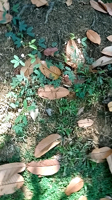 新加坡看到美丽的含羞草！