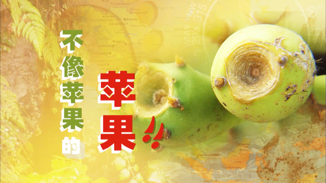 新加坡综艺《大脚印》台湾澎湖001：红苹果仙人掌