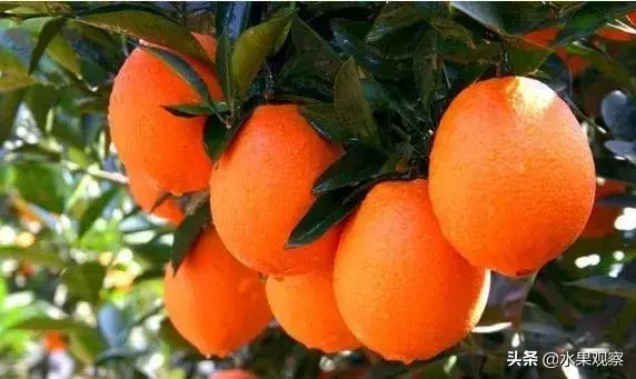 赣南脐橙今年预计产量116万吨