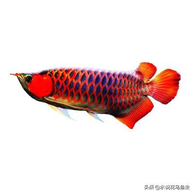 龙鱼在东南亚三国杀（印尼、马来西亚、新加坡）