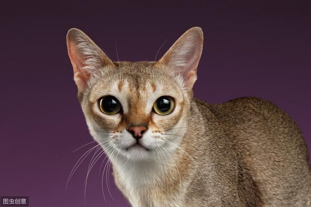 岛国上特产的猫——拥有最小体型的猫