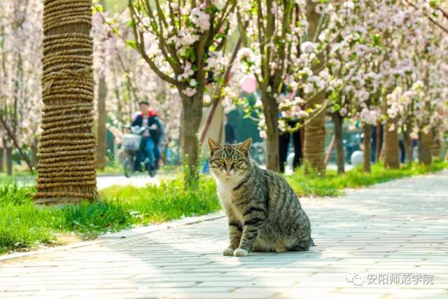 安阳师范学院2020年硕士研究生招生简章