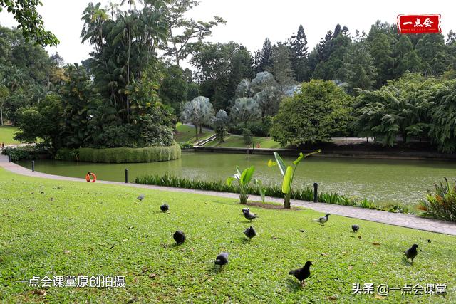 新加坡植物园有棵树根裸露在地面上的奇怪的树，谁知道它几岁了？