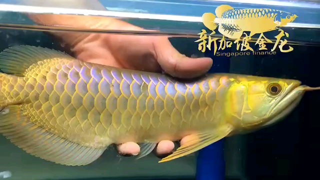 33CM新加坡蓝底过背金龙 珠鳞满亮