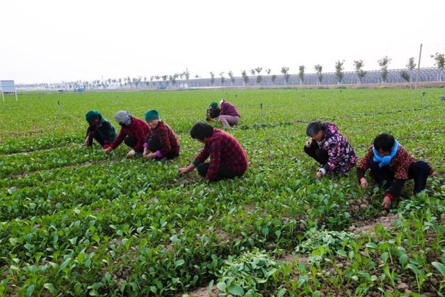 安平有个2200多亩的“菜园子”，里面种的菜，老稀罕了