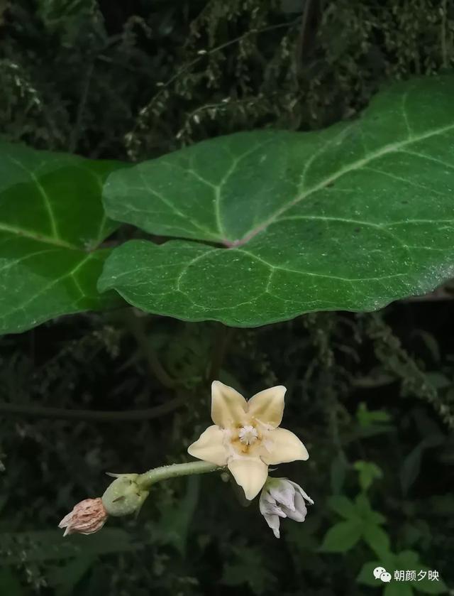 深秋记忆里的那片夏花