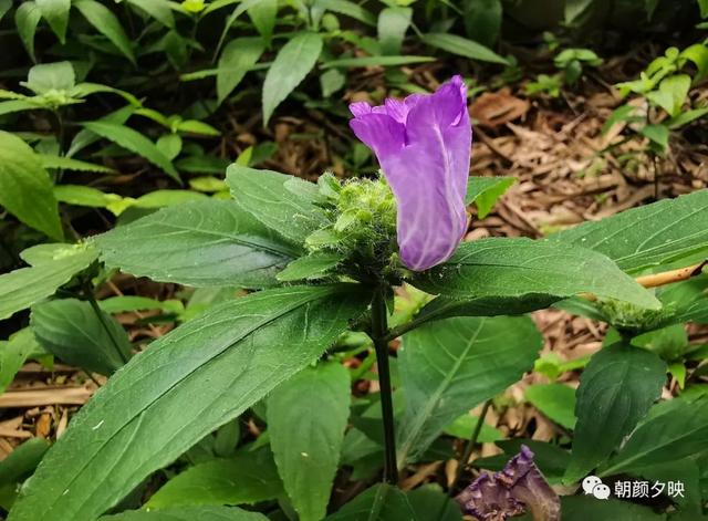 深秋记忆里的那片夏花