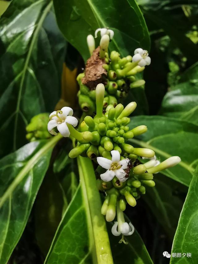 深秋记忆里的那片夏花