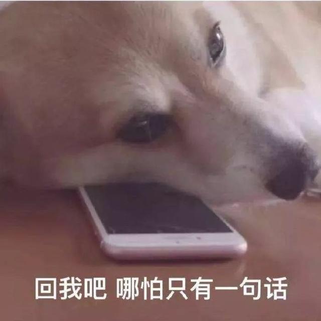 快乐+1，84%肉，人都可以吃的西班牙主食狗湿粮可以合法进来啦