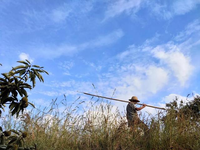 泰山脚下的“板栗王”！三代人深山养护，超粉糯喷香，孩子馋哭了