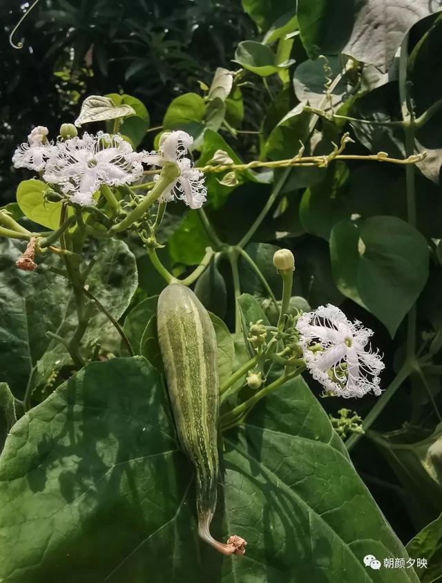 深秋记忆里的那片夏花