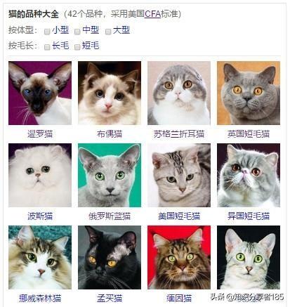 猫咪的品种有哪些？