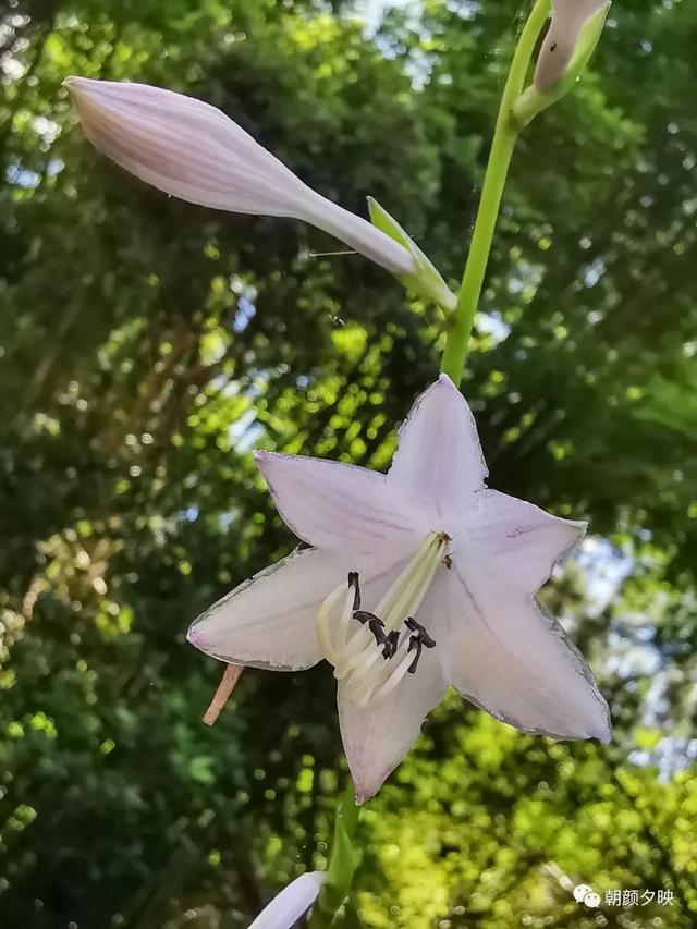 深秋记忆里的那片夏花