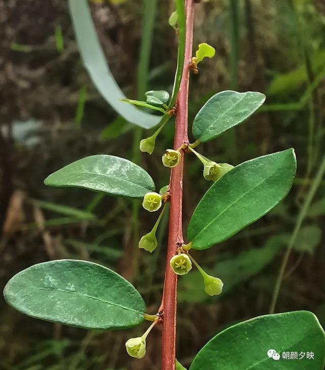 深秋记忆里的那片夏花