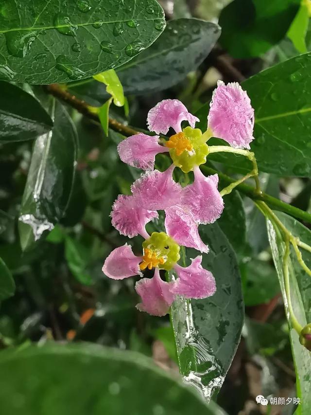 深秋记忆里的那片夏花