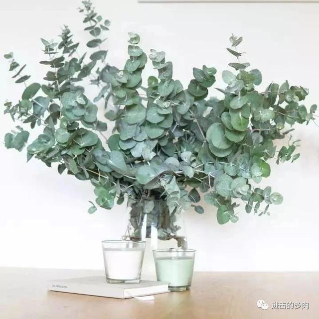 想当Ins网红植物饭圈女孩？想好了再跳坑