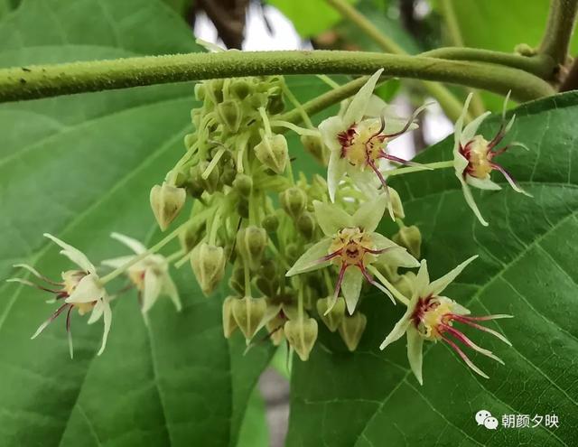 深秋记忆里的那片夏花