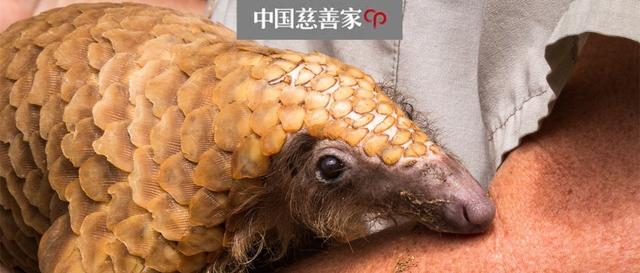 放过穿山甲吧，它们已经快被中国人吃光了