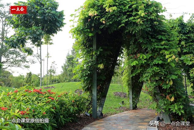 新加坡植物园太大了，一进门就美景如画，视野开阔