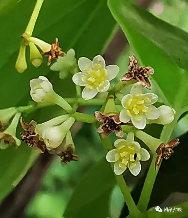 深秋记忆里的那片夏花