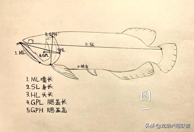 经验分享：手绘图解如何区分龙鱼公母，学习使我快乐