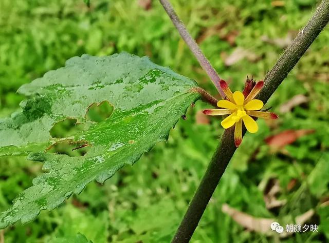 深秋记忆里的那片夏花