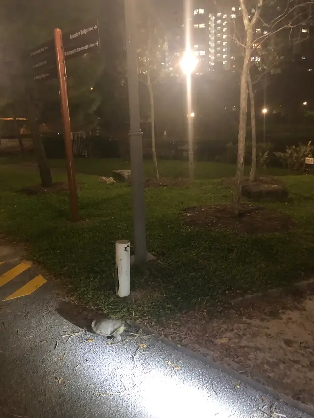 新加坡路上经常碰到小动物