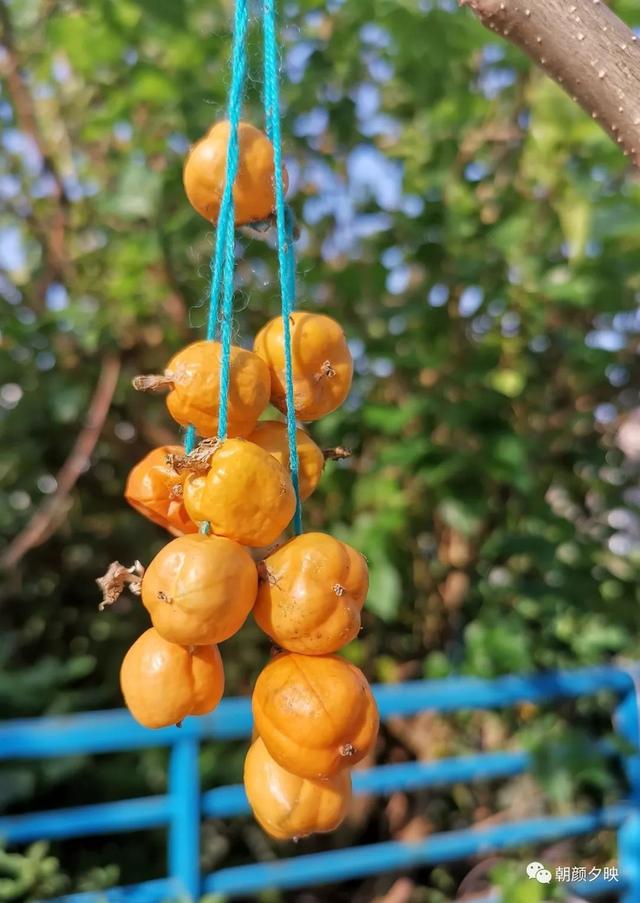 深秋记忆里的那片夏花