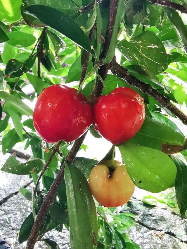 深秋记忆里的那片夏花